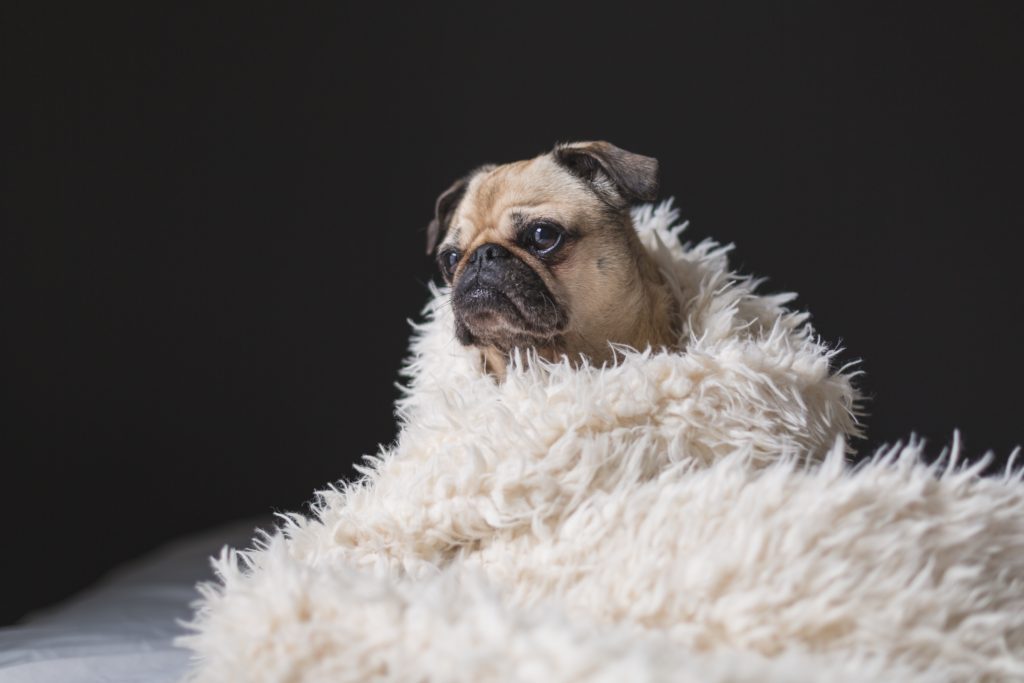 A pooch helping you get 5 things for a better startup pitch at PitchBitch blog 