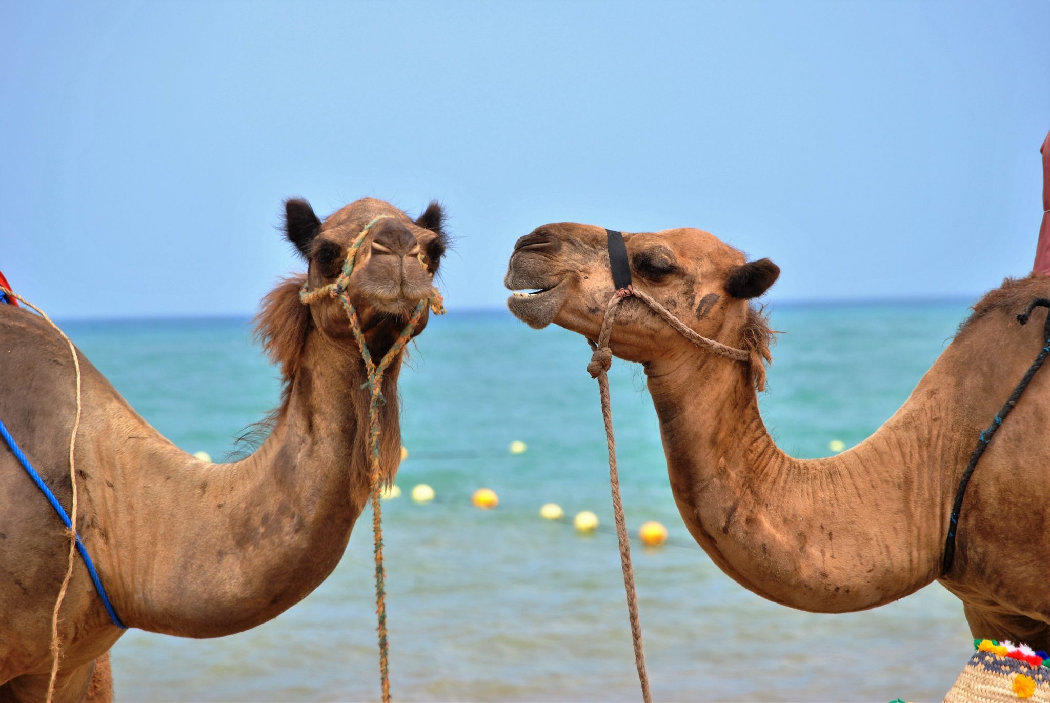 PitchBitch Biggest Communication Problem illustrated with two camels